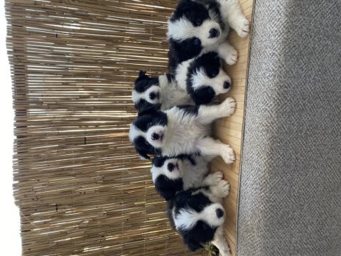 Ascr li son erkek yavru 4 aylık border collie
