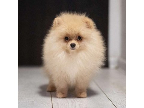 Çok özel tea cup pomeranian yavrularımız