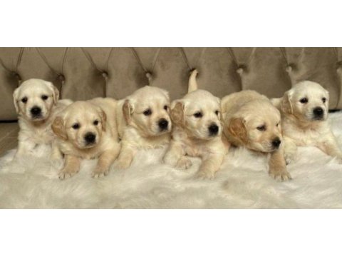 Babyface golden retriever yavrular