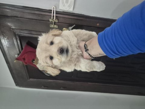 Maltipoo yavrum 55 gunluk
