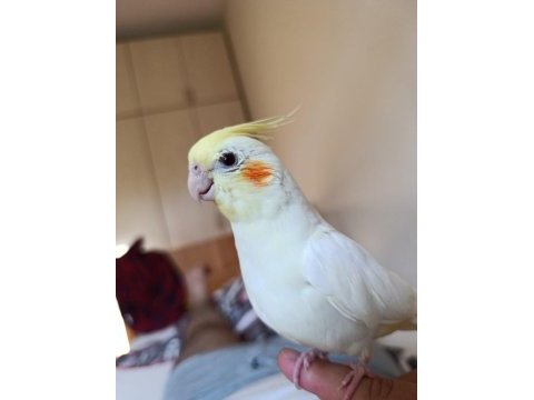 Lutino papağan isteyene hayırlı olsun