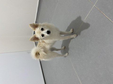 5 aylık dişi pomeranian spitz