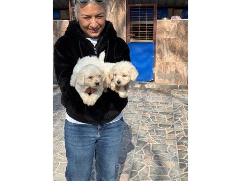 Sevimli maltese terrier yavrularımız