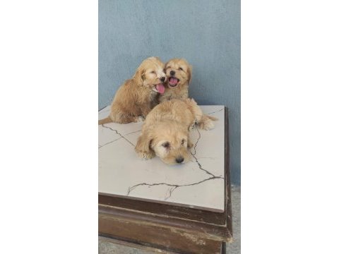 Maltipoo bebekler