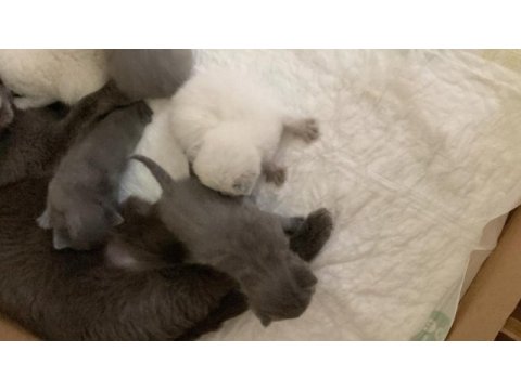 Muhteşem british shorthair yavrularımız