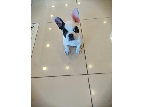 Türünün en güzeli yavru french bulldog