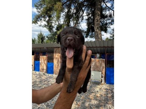 Labrador retriever