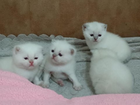 Kaliteli sağlıklı british shorthair yavrular