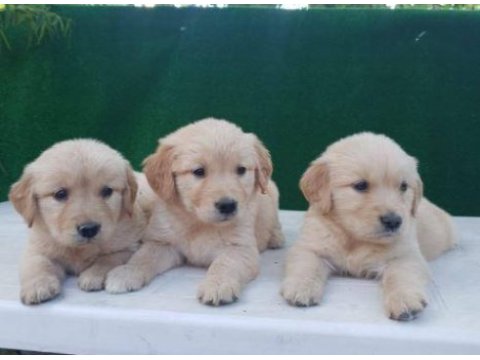 Elit patiler farkıyla golden retriever yavrular