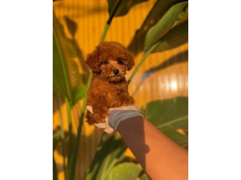 Toy poodle bebekler referans yavrular