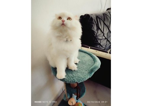 Scottish fold yavru kedimiz uygun şartlarla