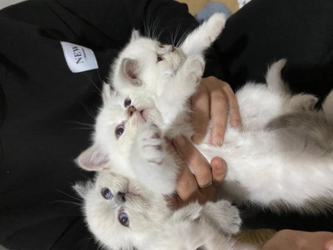 Yavru scottish fold kedimiz