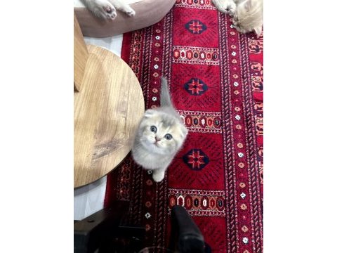 Scottish fold a kalite top kafa golden ay 11