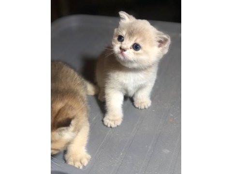Üst düzey scottish fold yavrular