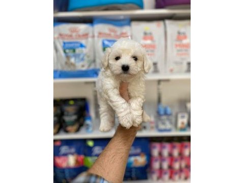 Tüy dökmeyen teacup mini maltese terrier