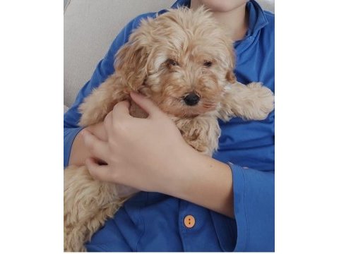 Çok sevimli erkek maltipoo
