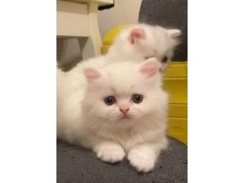 Sarkan british longhair