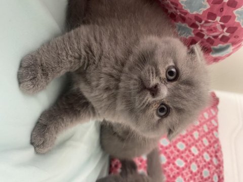 Dişi scottish fold yavru