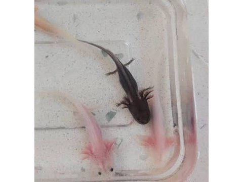 Yavru ve yetişkin axolotl mevcuttur