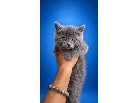2 aylık tuvalet eğitimli british shorthair