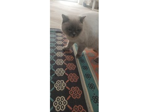 Bluepoint anne kedimiz kısır değil sahiplendirme