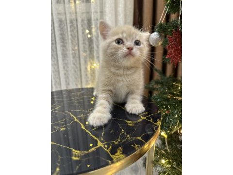 British shorthair yavru kediler