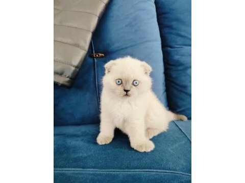Scottish fold yavruları