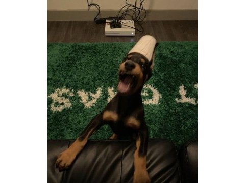 Başınıza bir omuz ağlama duvarı doberman a kalite