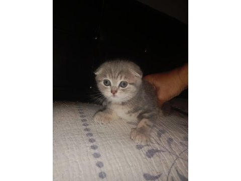 Scottish fold yavrularına yuva arıyorum