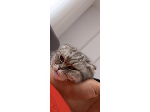 Uygun yavru scottish fold dişi
