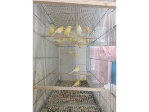 Açık renk kanaryalar sahibini bekliyor