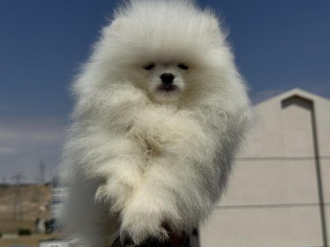 Petmode köpek çiftliğinde ziyarete açık  pomeranian