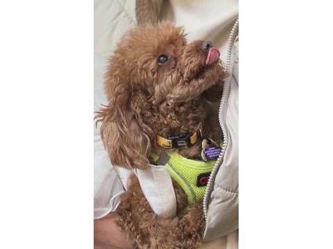 Poodle kızımız