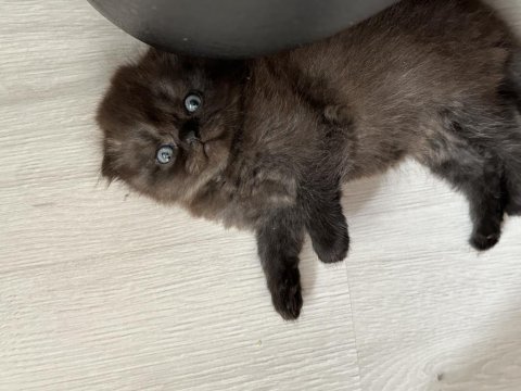 45 günlük scottish fold