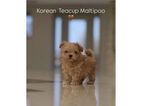 Kore maltipoo yavrular aşılı