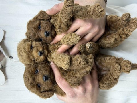 40 günlük mini poodle yavru – yeni yuvasını arıyor