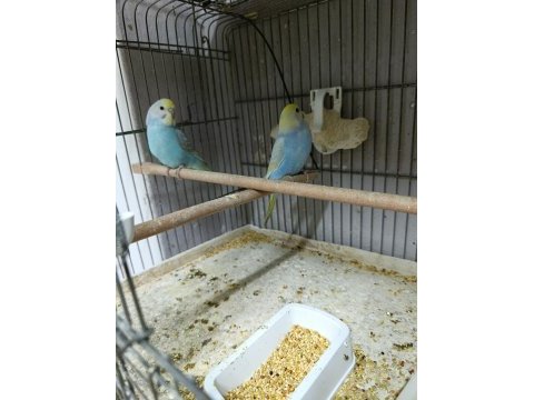 Alıştırmalık rainbow muhabbet kuşu bebekler