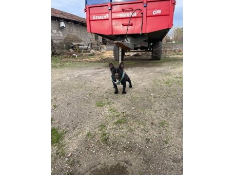 Tam oyuncu french dişi köpeğimiz yer sıkıntısı olduğu için