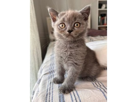 Scottish ve british fold yavrular