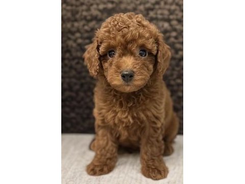 Toy poodle saf ırk