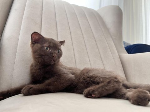 Nadir renk dişi ücretsiz scottish fold