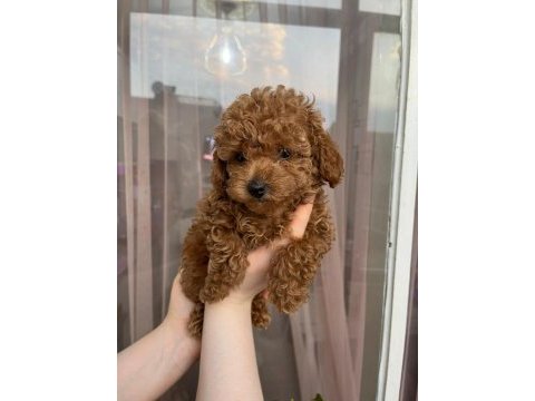 Kore yavrusu a kalite orjinal toy poodle yavrular