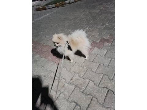 1 yaşında erkek pomeranian boo
