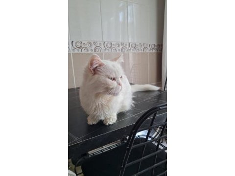Ücretsiz sahiplendirme british shorthair
