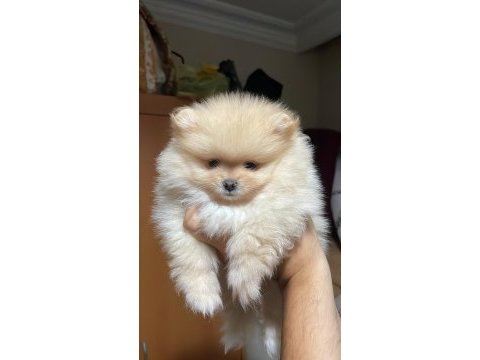 2 aylık pomeranian boo dişi