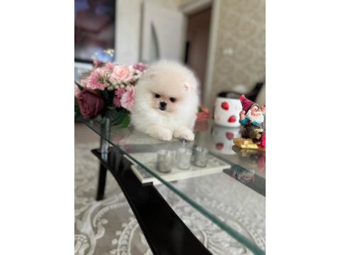 Mini boy ayıcık pomeranian