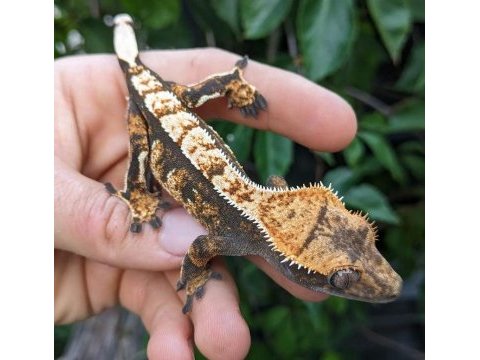 Crested gecko türleri