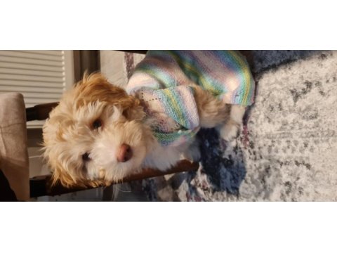 1 buçuk yaşında erkek maltipoo