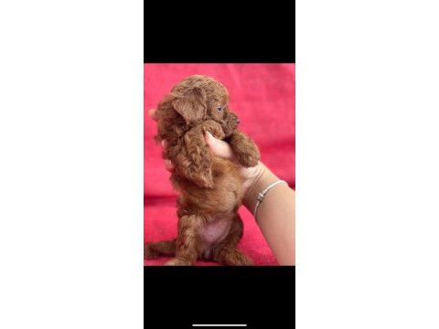 Safkan kore teacup poodle yavrular