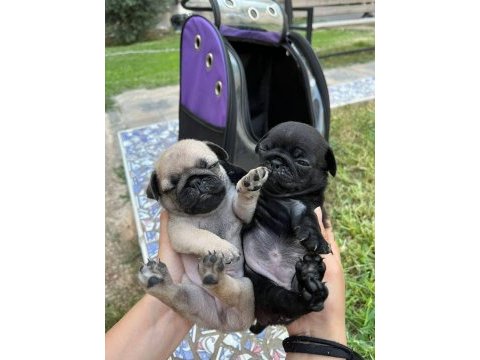 Pug yavrular